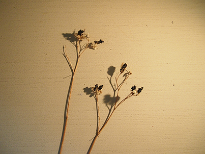 c0103119_17182962.jpg