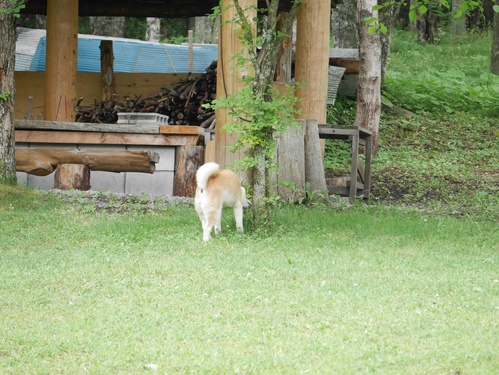 c0123890_2026529.jpg