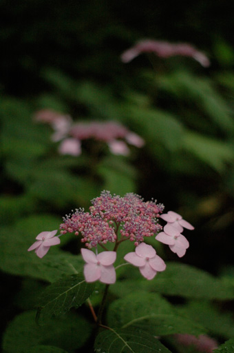 a0061599_7441673.jpg
