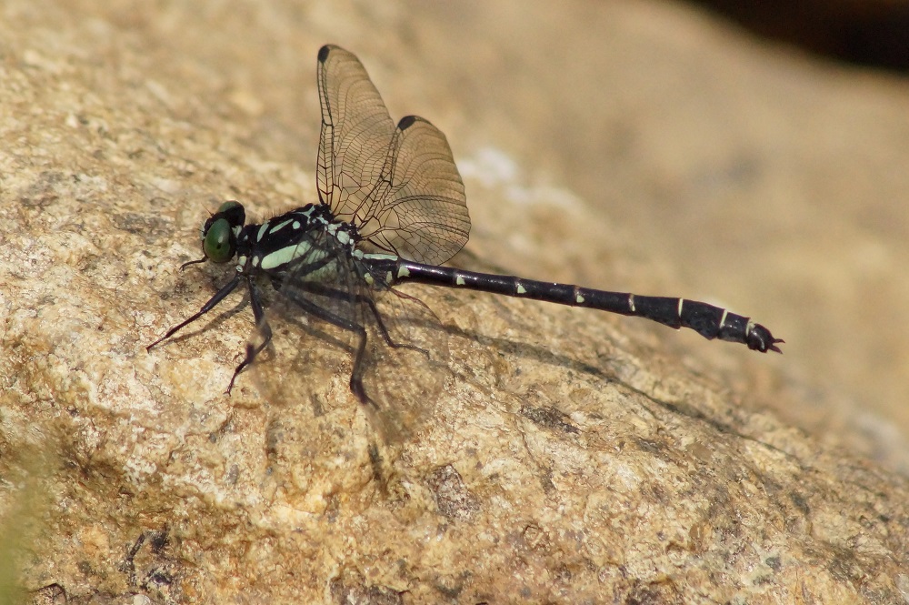 c0042418_7411879.jpg