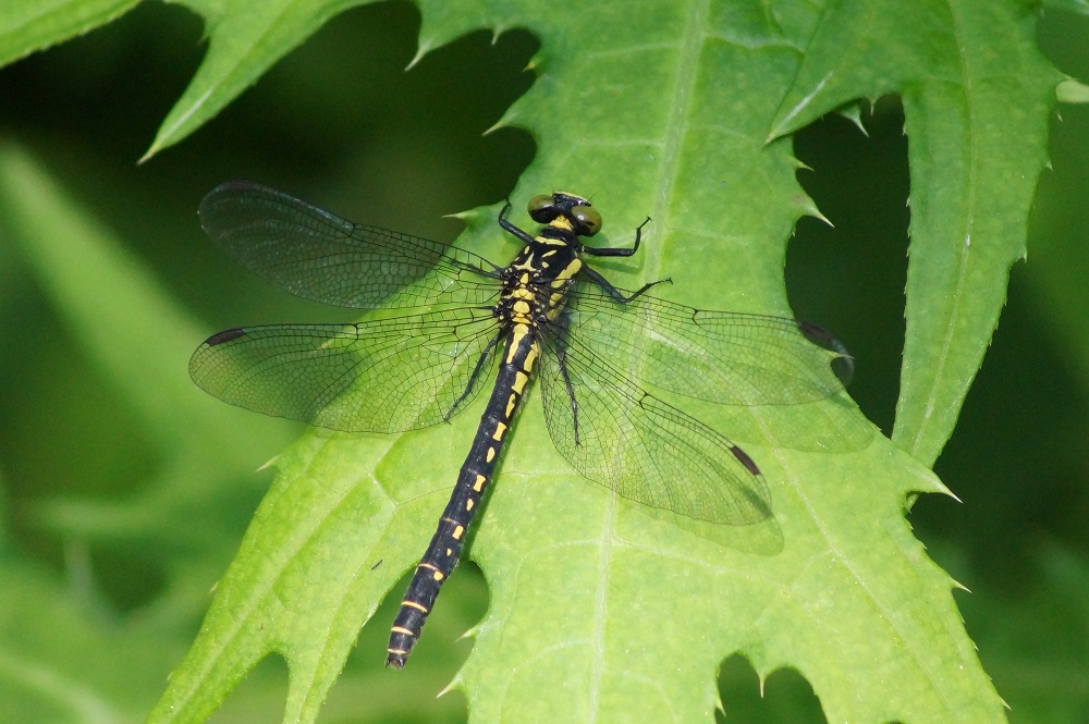 c0042418_7414577.jpg