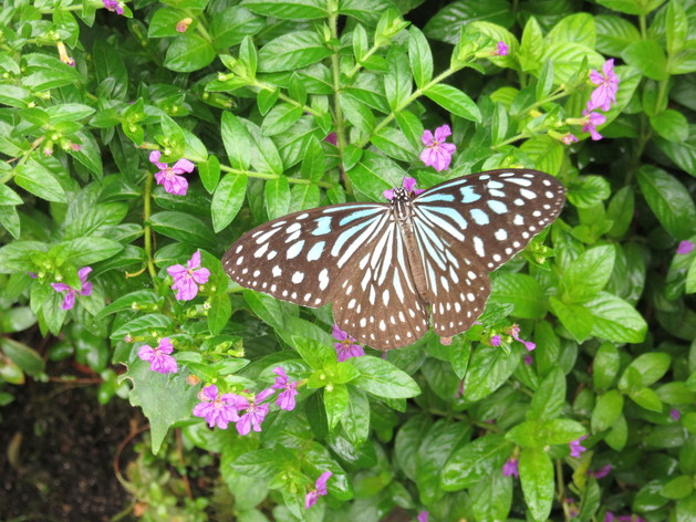 a0248728_18352665.jpg