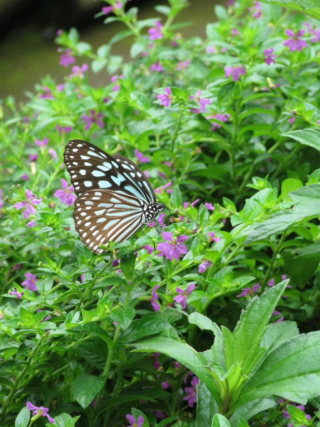 a0248728_1835287.jpg