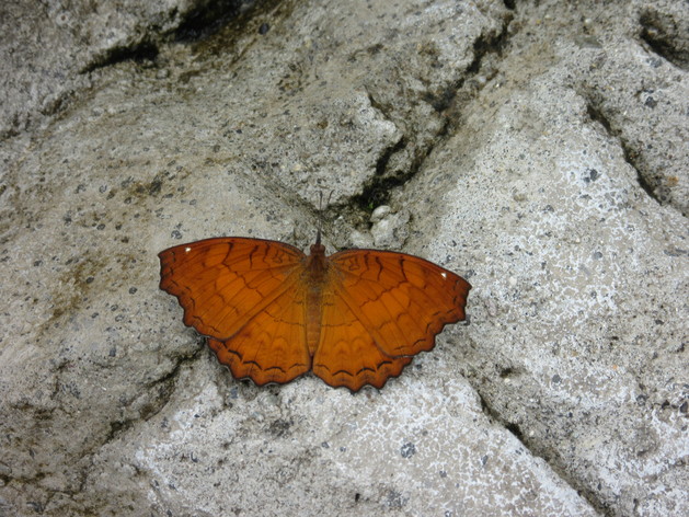 a0248728_18403237.jpg