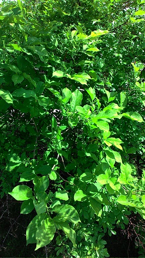 c0188229_10544037.jpg