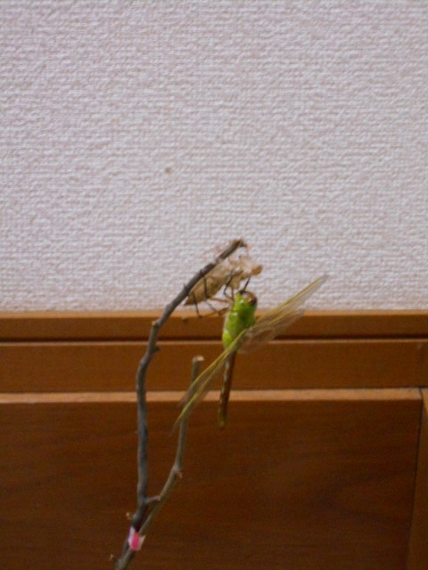 b0351835_8481381.jpg