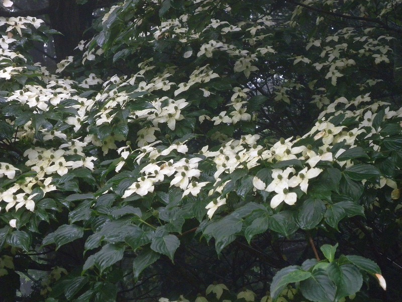 b0104861_21151090.jpg