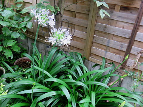 d0046702_7261179.jpg