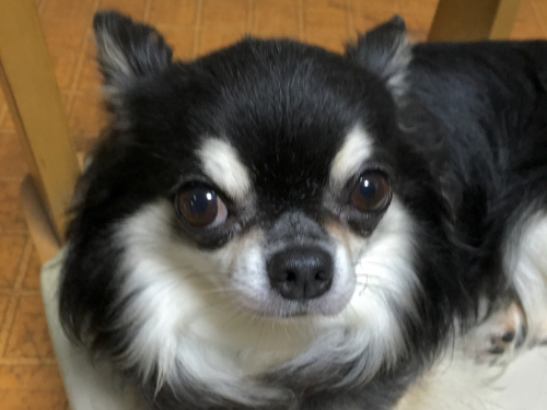 e0177509_22014249.jpg