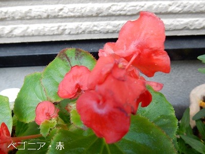 e0033229_19393214.jpg