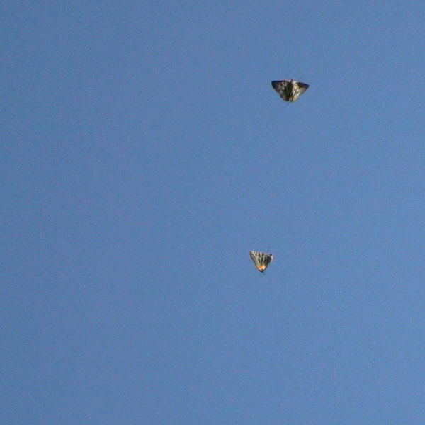 c0043361_0172350.jpg