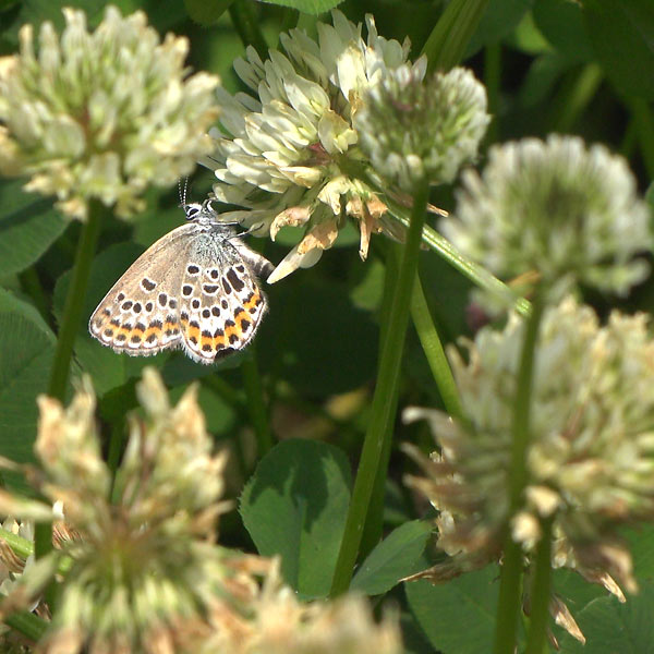 c0043361_082536.jpg