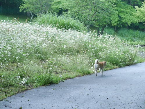 c0123890_1827586.jpg