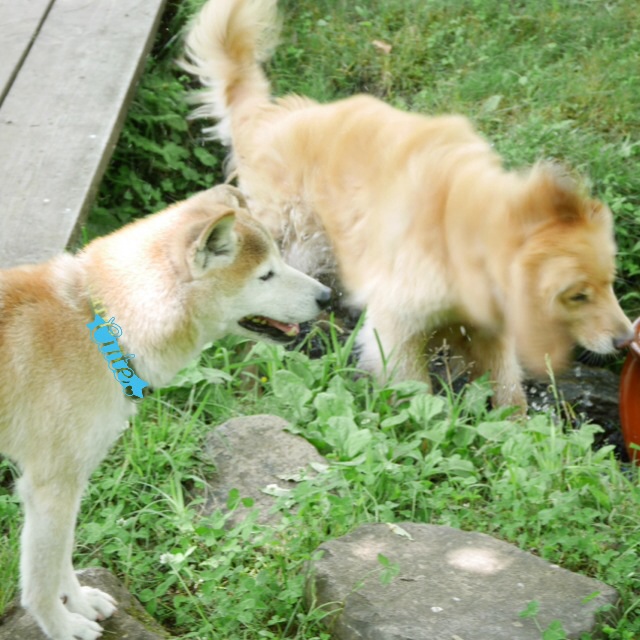 c0123890_20593750.jpg