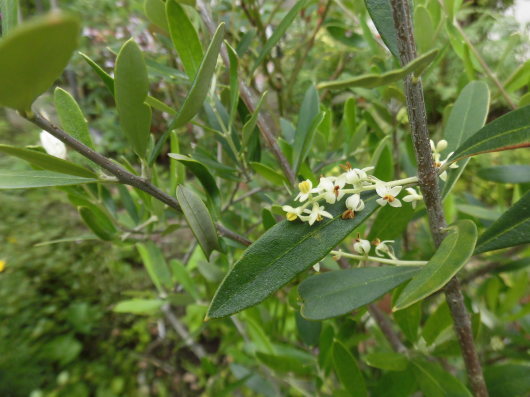 b0035611_18365892.jpg