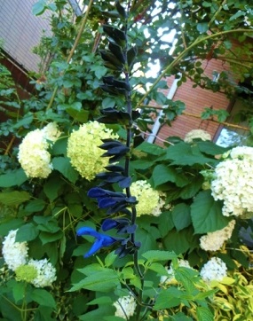 c0204121_8464387.jpg