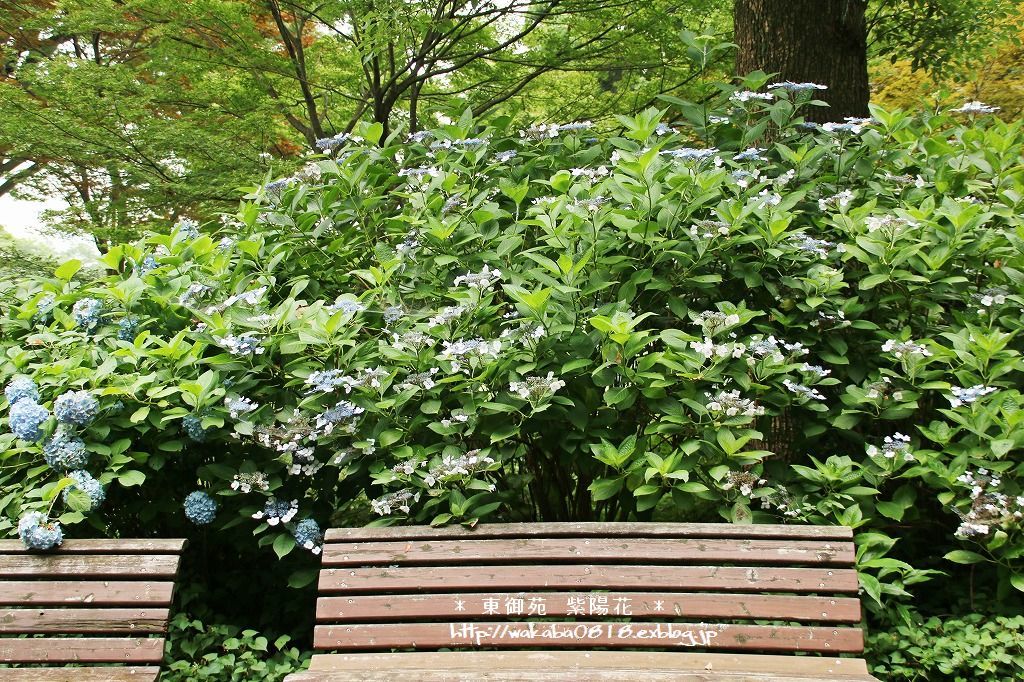 e0052135_16295161.jpg