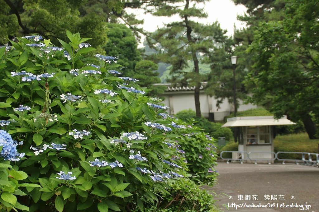 e0052135_16295780.jpg