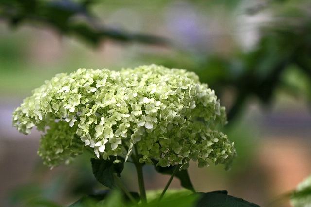 a0242438_21521971.jpg