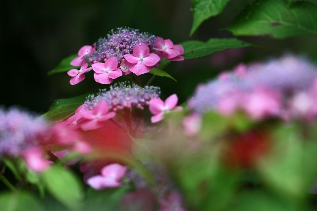 a0242438_21524090.jpg