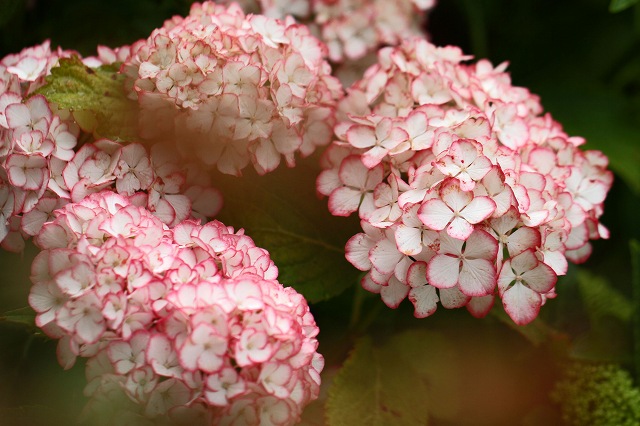 a0242438_21555230.jpg