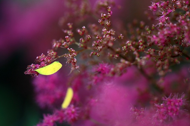 a0242438_2156122.jpg