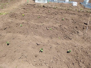 e0004756_21204094.jpg