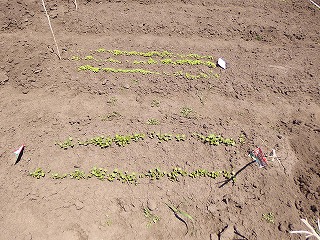 e0004756_212217100.jpg