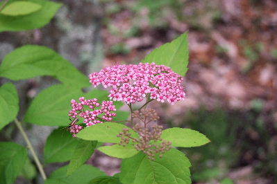 e0088260_10291597.jpg