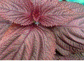 f0231709_2223386.gif