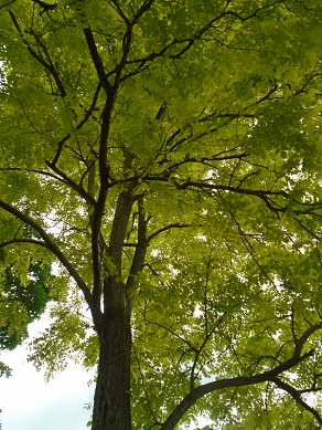 e0010856_852228.jpg