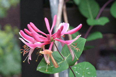 e0088260_14100232.jpg