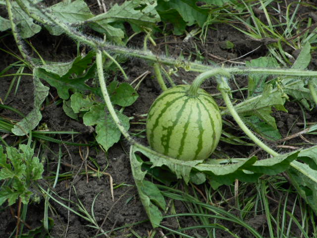 d0098363_1810446.jpg