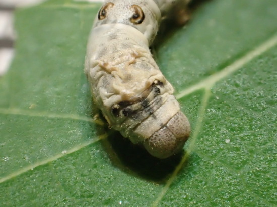 c0122670_20294554.jpg