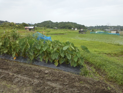 f0053885_20491167.jpg