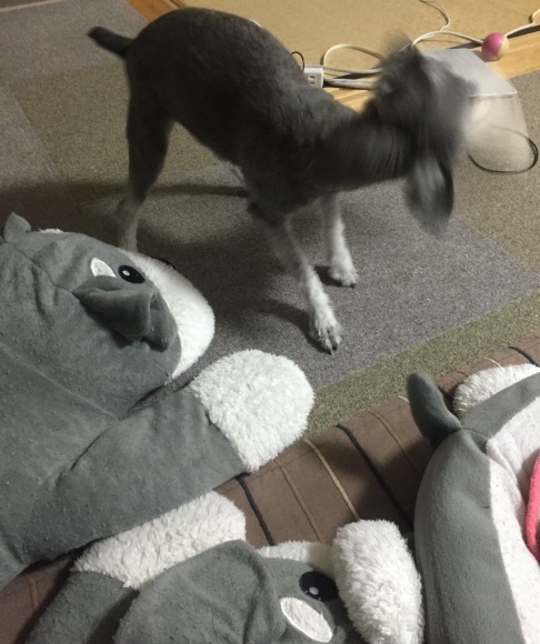b0188998_21340577.jpeg