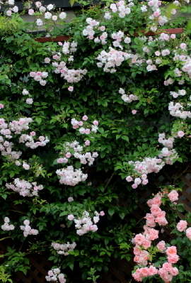 f0041606_17312343.jpg