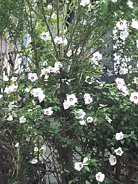 f0003174_1373822.jpg