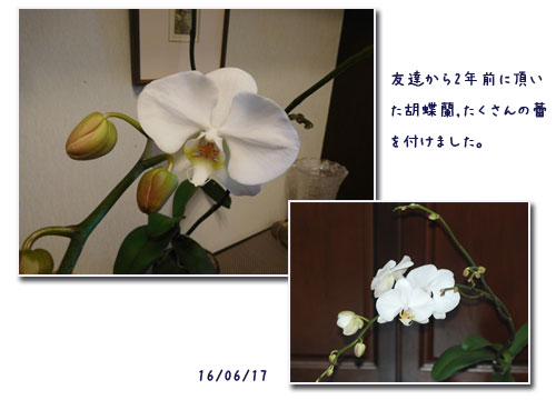 c0051105_2336582.jpg