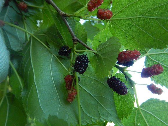 f0118332_23254841.jpg