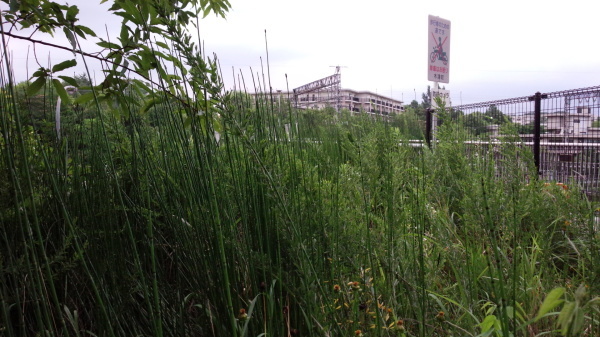 f0142733_20515781.jpg