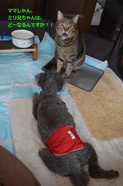 c0136736_19341871.gif