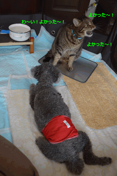 c0136736_1936640.gif