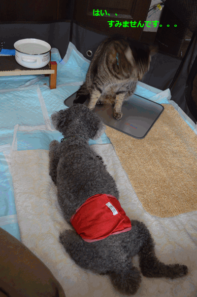 c0136736_19371672.gif