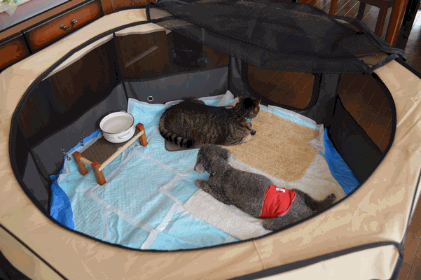 c0136736_19373357.gif