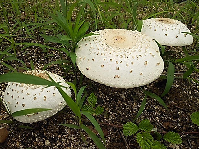 c0055363_11311522.jpg