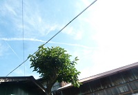 e0278968_21364263.jpg