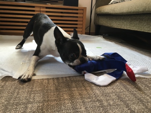 d0041575_21162360.jpeg