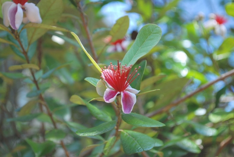 e0025300_2027039.jpg