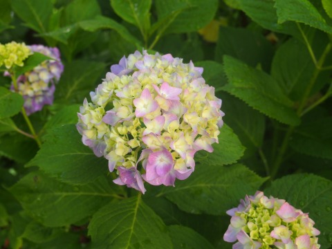 c0117007_8553439.jpg